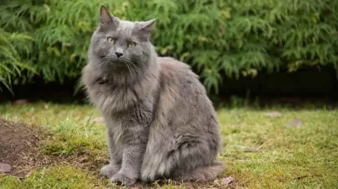 Best Cats For the Outdoors