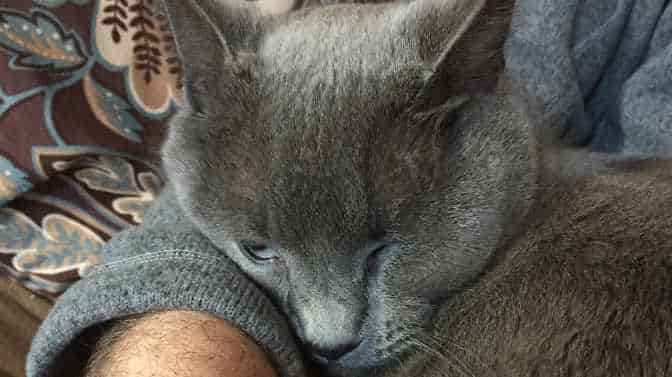 do Russian Blue cats like to cuddle