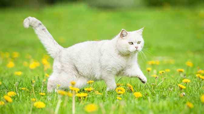 how to travel with British Shorthair Cats
