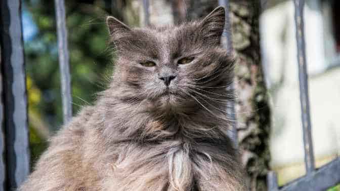 are Chantilly cats hypoallergenic