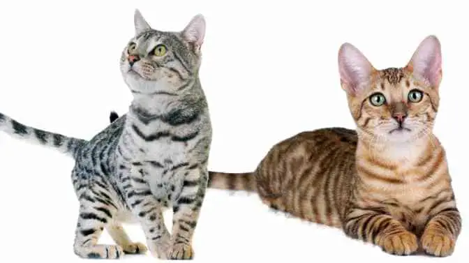 Bengal Cats Vs. Tabby Cats