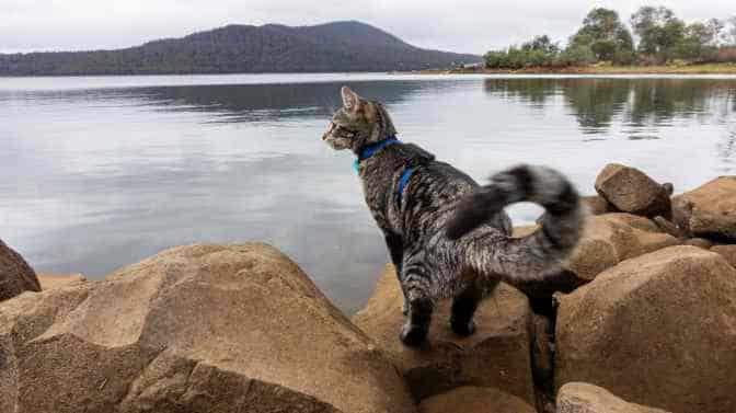 best cats for hiking