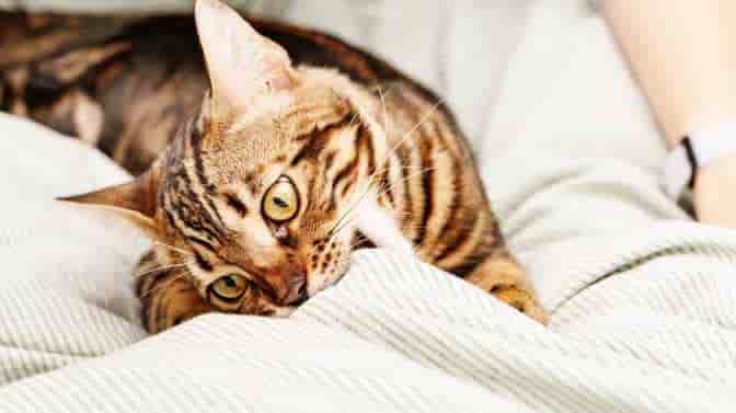 what are the markings of a bengal cat