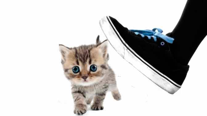what to do if you accidentally step on a kitten