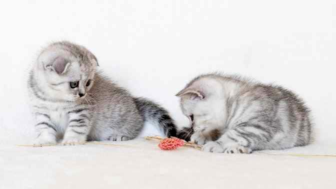 how much does a Scottish Fold kitten cost