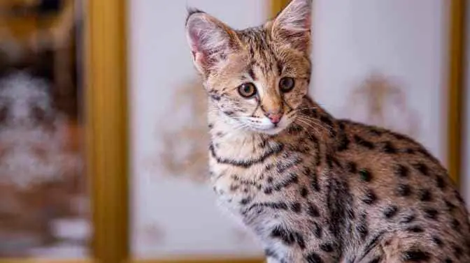 how much do Savannah cats cost