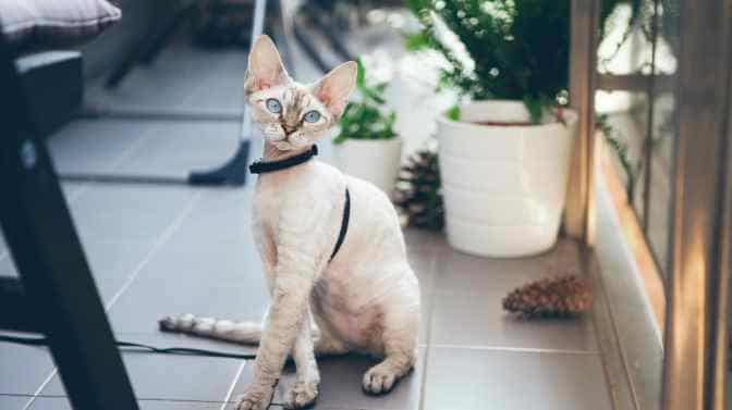 cat breeds you can walk on a leash