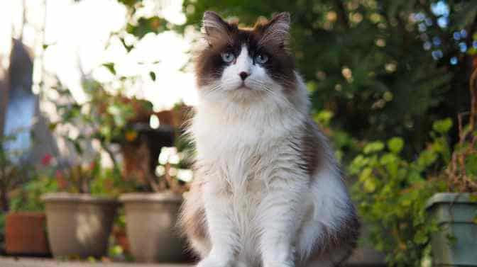 do Ragdolls get fluffier with age