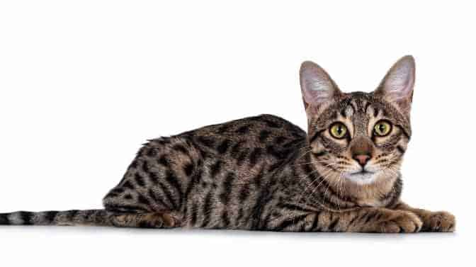 can Savannah cats be declawed